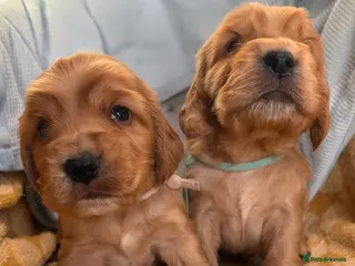 Cocker Spaniel dogs KC show type cocker spaniel (licensed breeder✨) - Advert 1