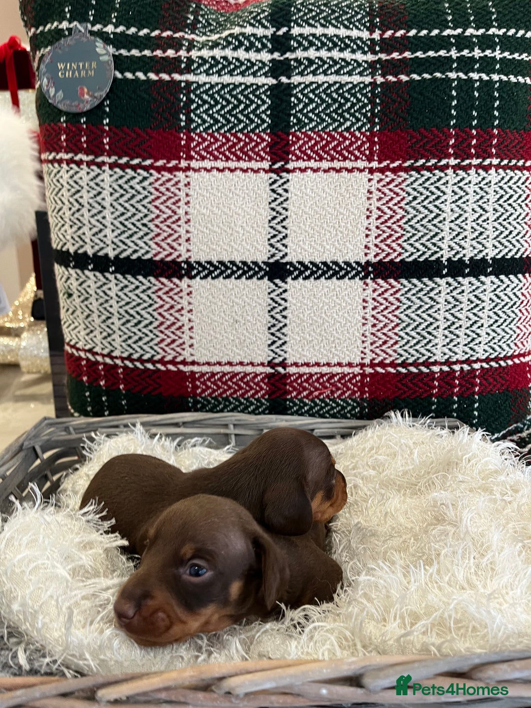 Miniature Dachshund dogs for sale: Beautiful true kc reg miniature dachshunds - Advert 18