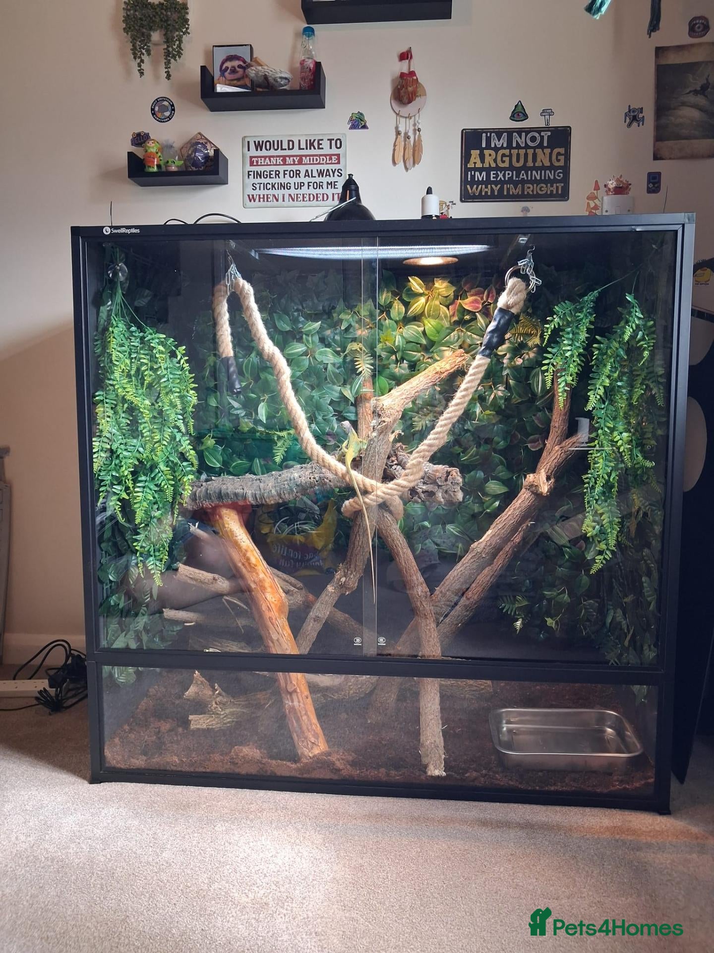 Iguana reptiles Lime green zero iguana - Advert 1
