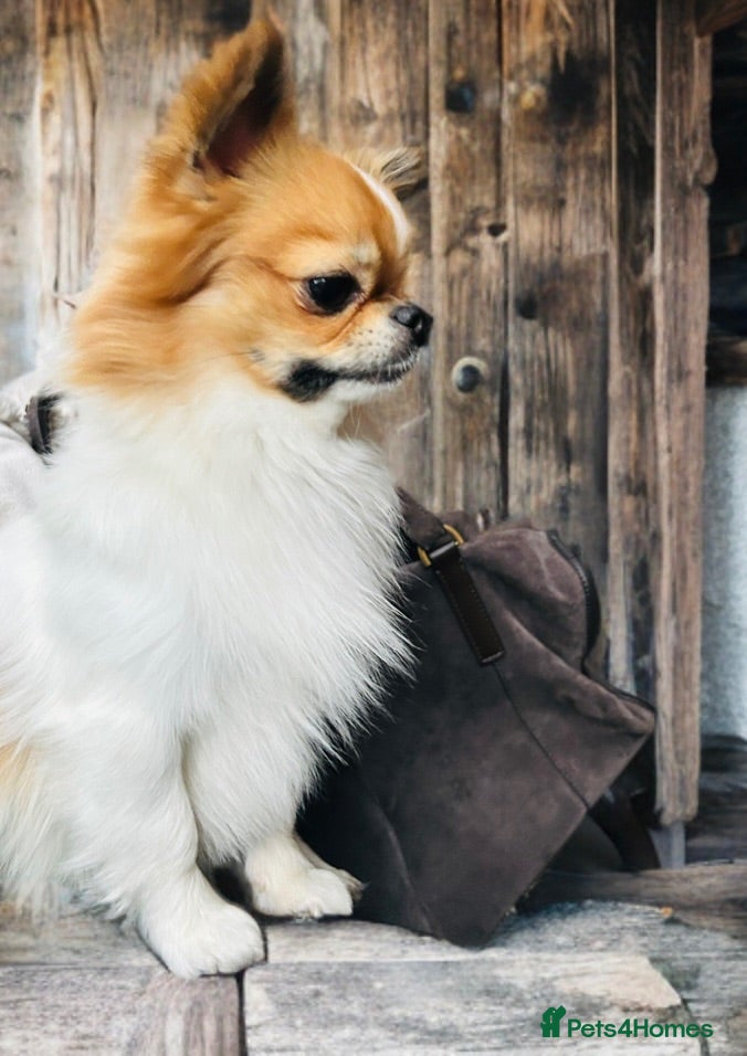 Chihuahua dogs KC Registered Long Coat Chihuahua Stud Available - Advert 2