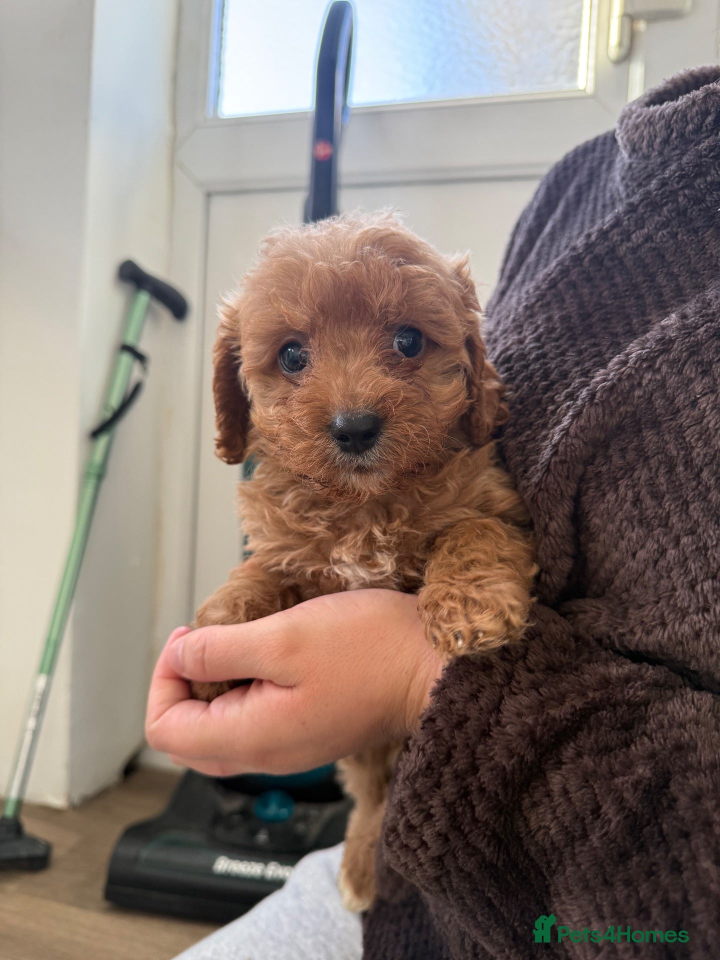 Cavapoo dogs for sale: F1 cavarpoos # 1 girl remaining  - Advert 2