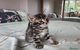 Bengal cats for sale: Bengal kittens 4 pure bangals 5 bengal x kittens - Image 6