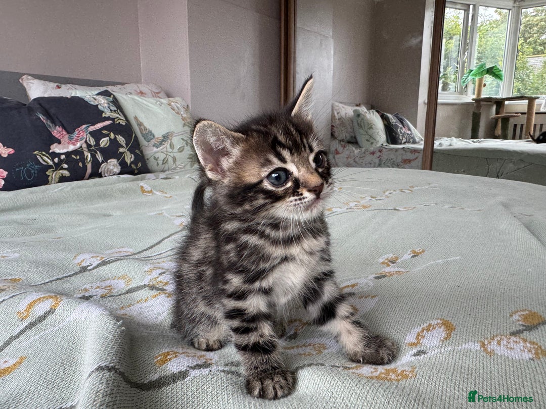 Bengal cats for sale: Bengal kittens 4 pure bangals 5 bengal x kittens - Image 6