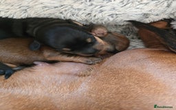 Miniature Dachshund dogs for sale: Miniature Dachshunds Seeking Forever Homes - Image 13