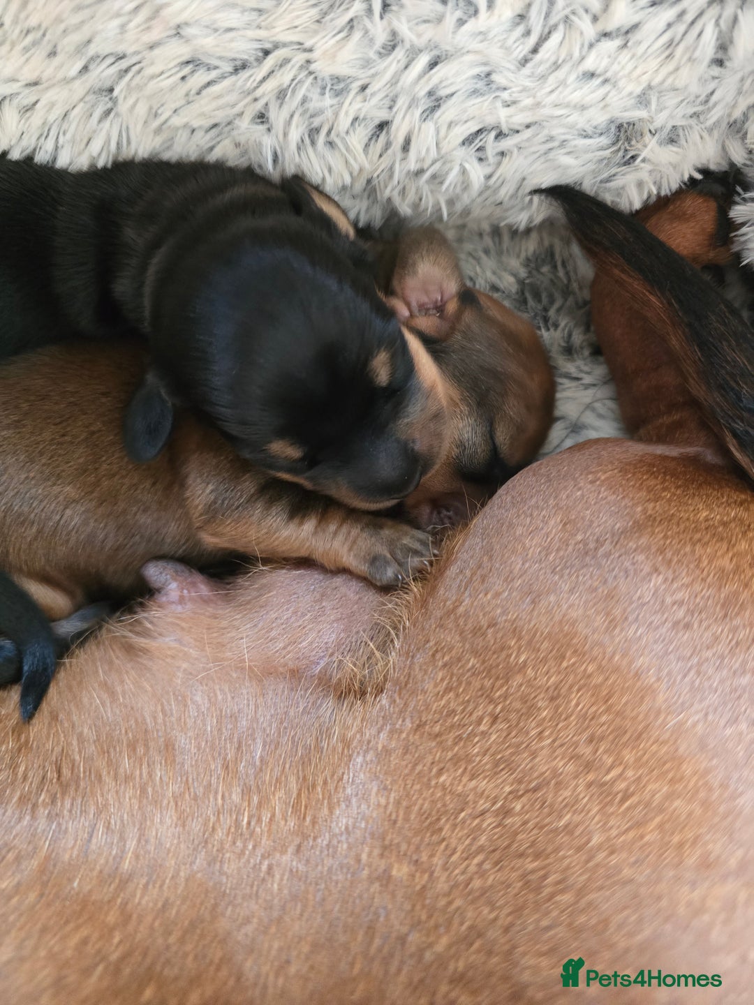 Miniature Dachshund dogs for sale: Miniature Dachshunds Seeking Forever Homes - Image 13
