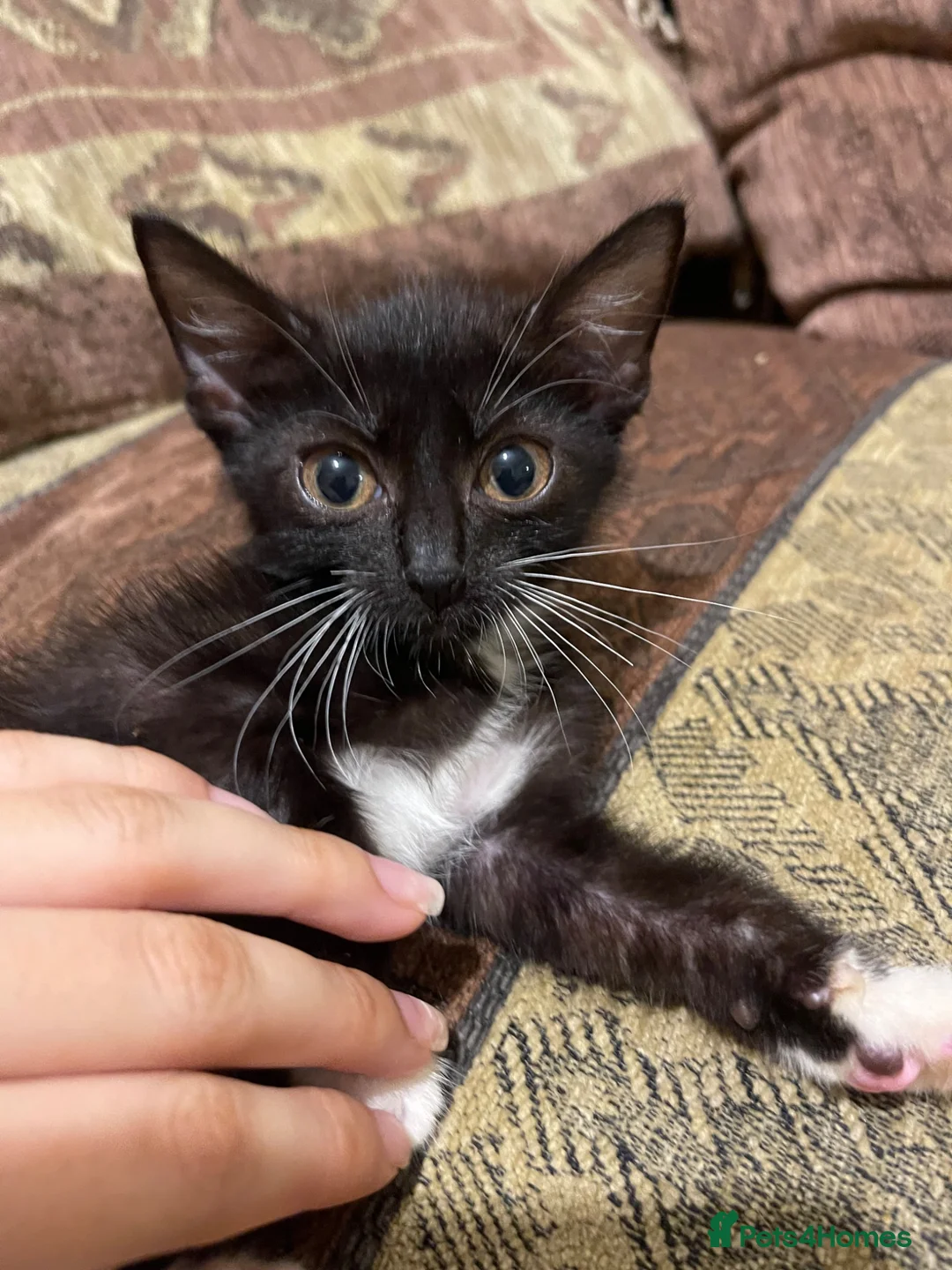 Mixed Breed cats for sale: Kittens ready to leaven 💕 - Advert 28