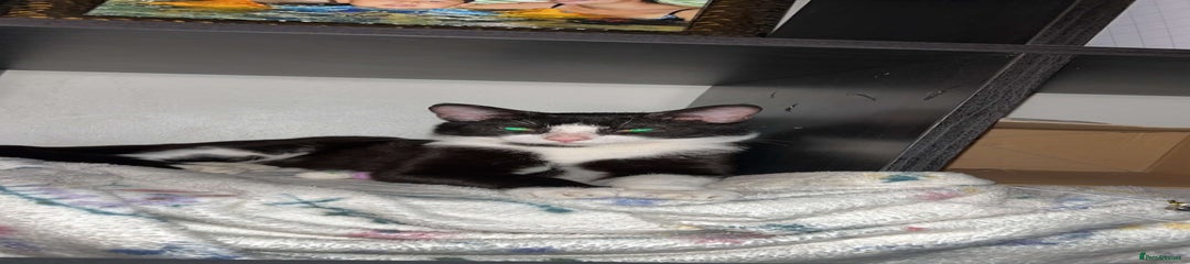 Domestic Shorthair Kitten 1