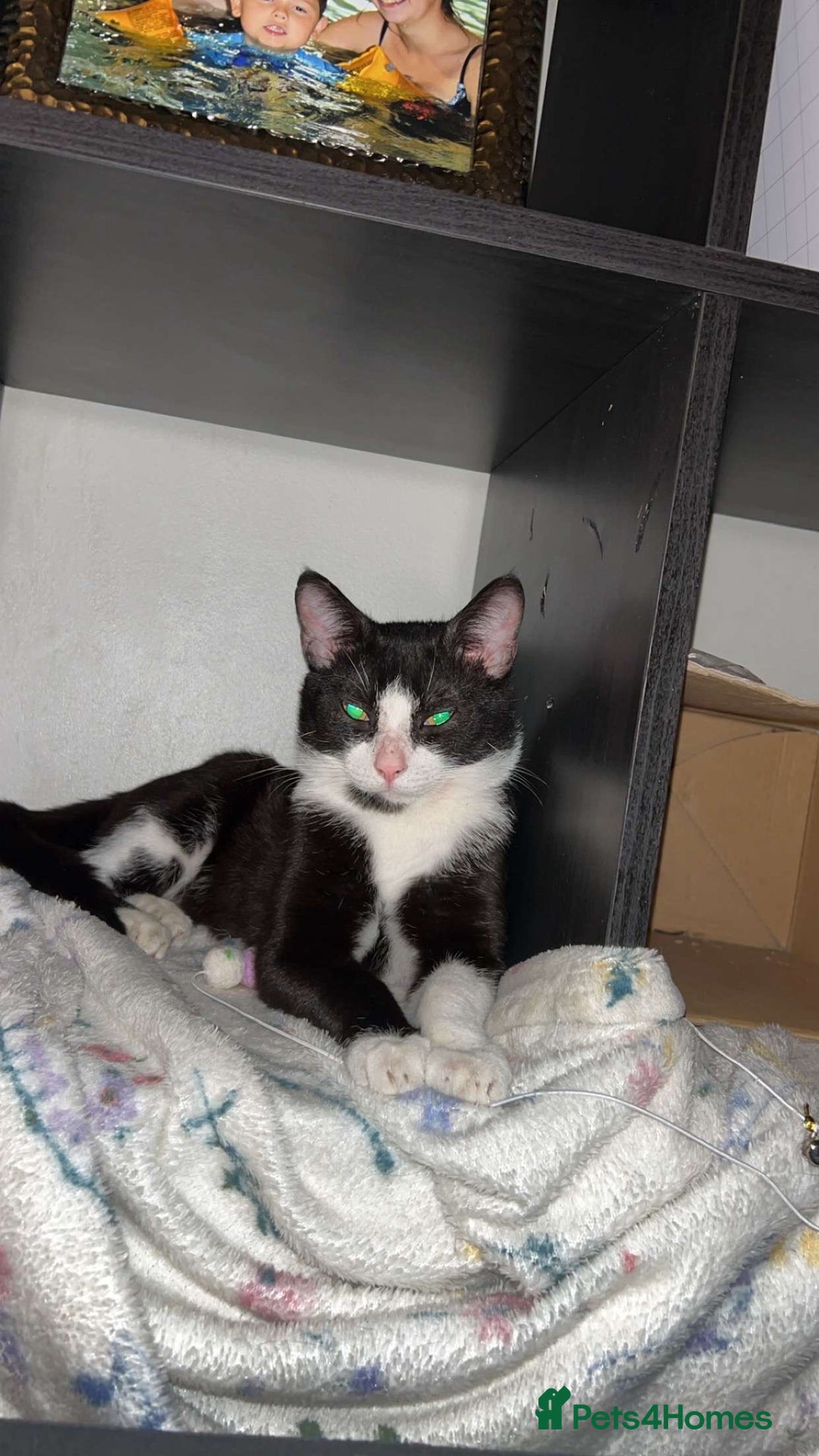 Domestic Shorthair cats for sale: Milo 4 month old kitten  - Image 1