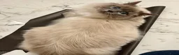 Ragdoll cats for sale: Retired Ragdoll Queen looking for 5 star home - Advert 8