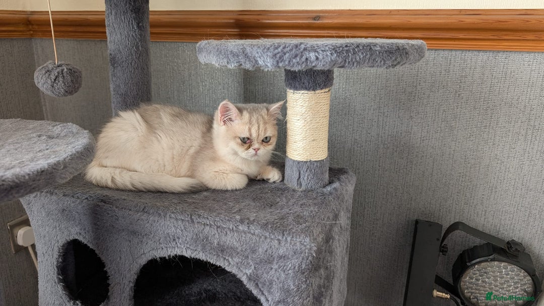 British Shorthair cats for sale: Little funny adorable girl  - Image 18