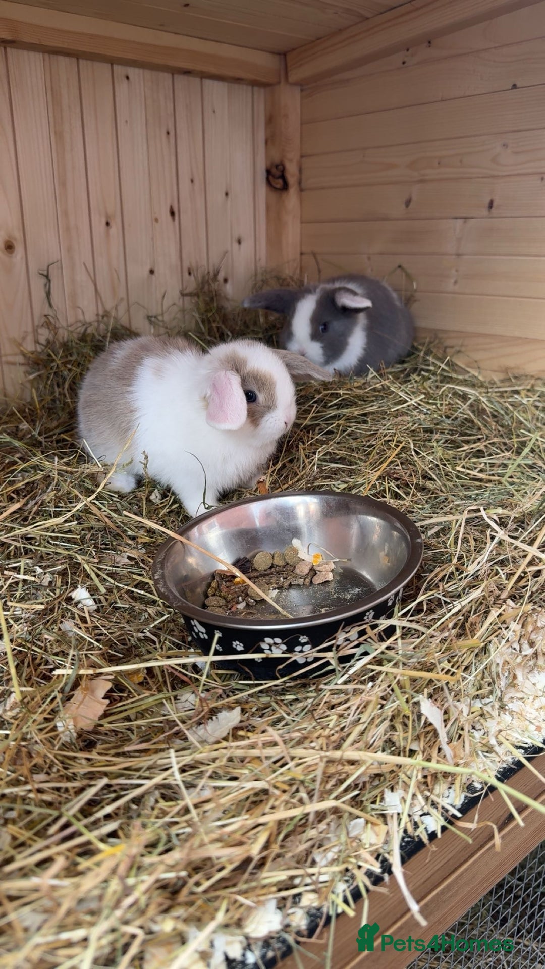 Mini Lop rabbits for sale: Mini lop bunny’s  - Image 2