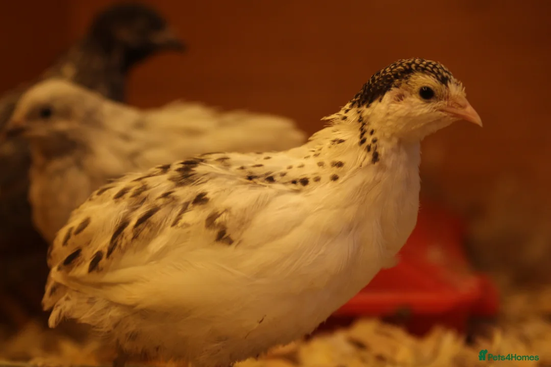 Quail poultry for sale: Chinese Painted (button) Quail Eggs 12 + EXTRAS - Advert 9