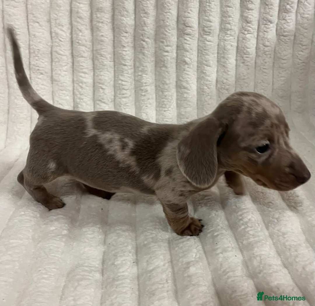 Miniature Dachshund dogs for sale: Stunning Isabella mini dachshund puppies - Advert 9