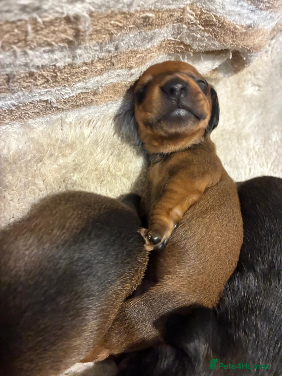 Dachshund dogs for sale: Miniature dachshunds  - Advert 12