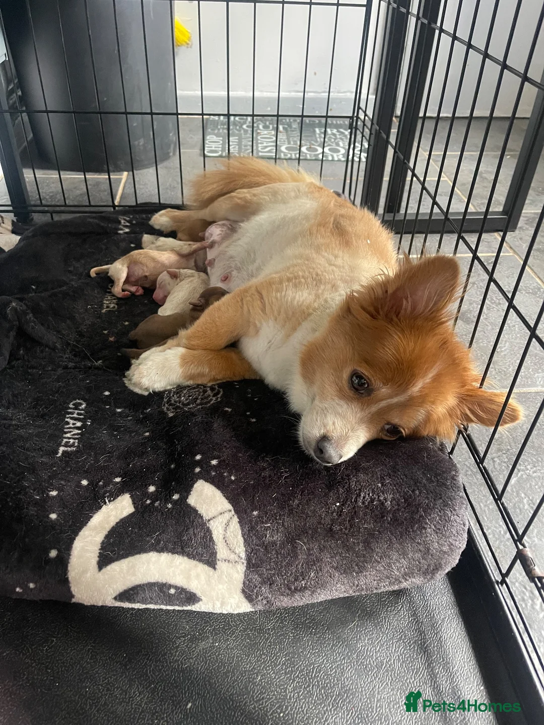 Pomapoo dogs for sale: Beautiful Pomapoo puppies - Advert 2