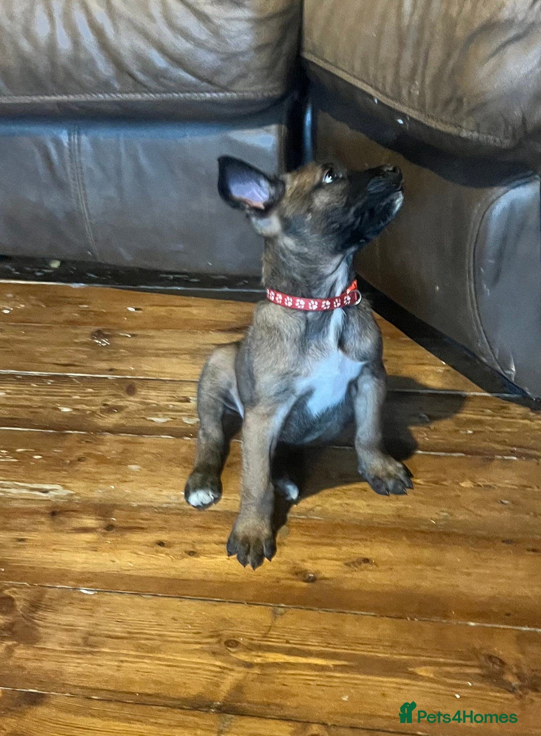 Mixed Breed dogs for sale: Belgium Shepherd mix breed - Advert 10