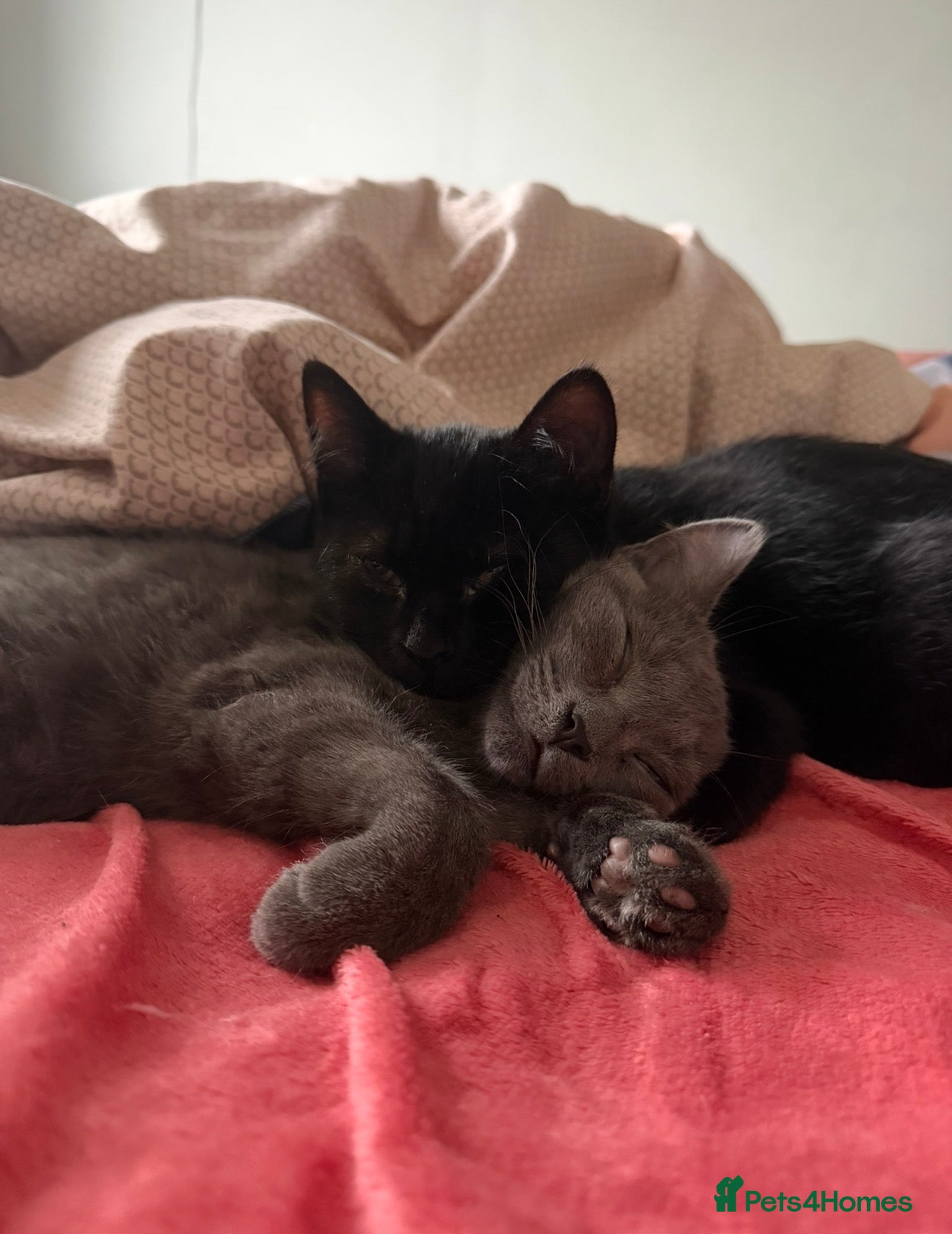 Mixed Breed cats Black and Grey sibling kittens - Advert 12