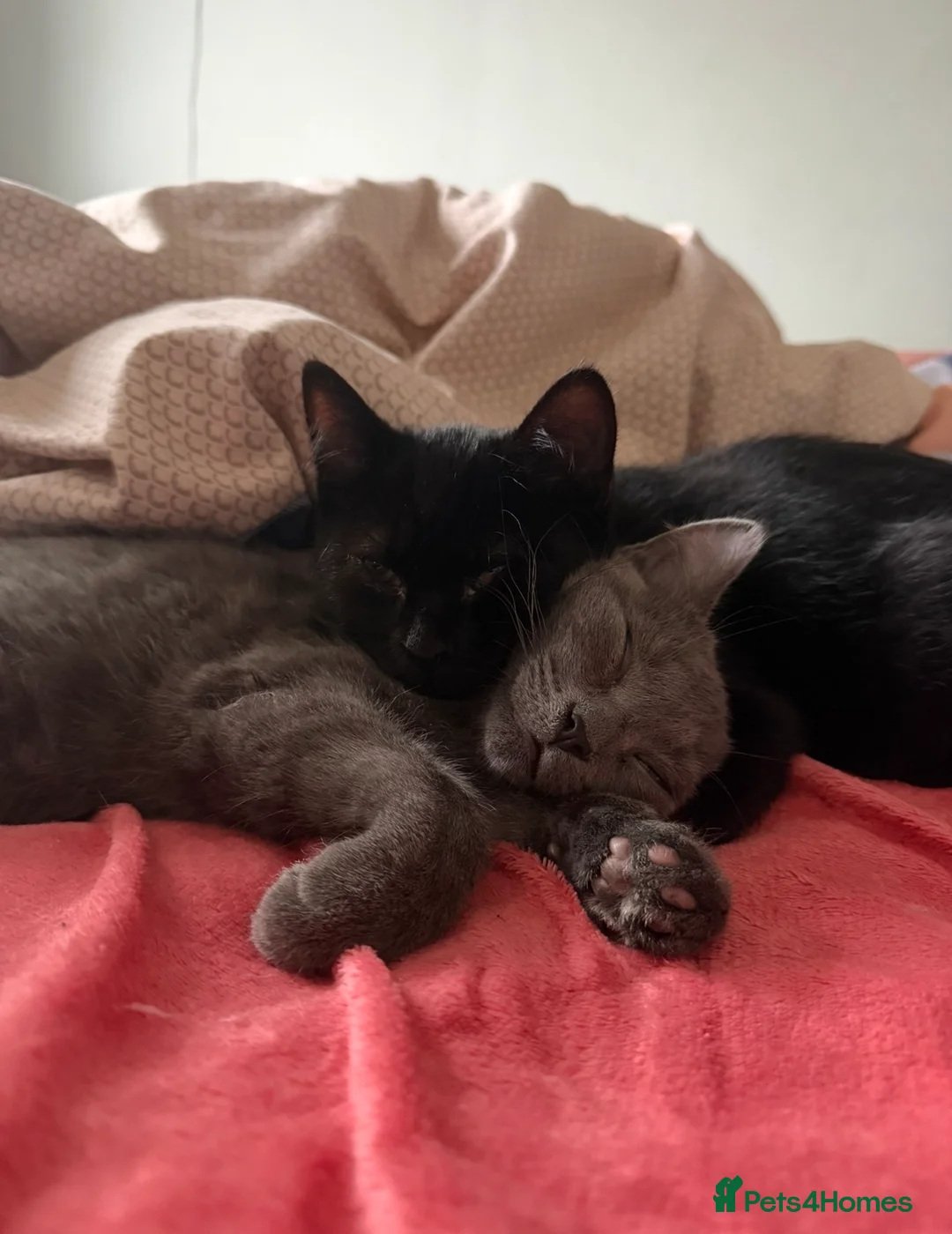 Mixed Breed cats for sale: Black and Grey sibling kittens in Southampton - Advert 1