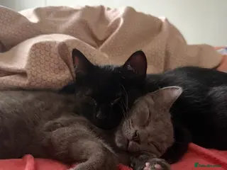 Mixed Breed cats Black and Grey sibling kittens - Advert 1