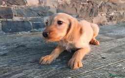 Labradoodle dogs for sale: Labradoodle pups for sale - Image 3