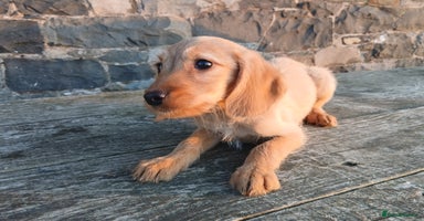 Labradoodle dogs - Advert 5