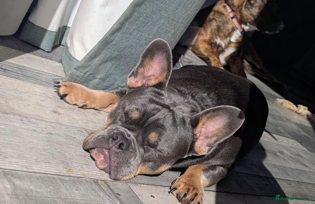 Mixed Breed dogs for sale: Maggie frenchy x - Advert 4