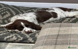 English Springer Spaniel dogs for sale: 15 month old female - Image 3