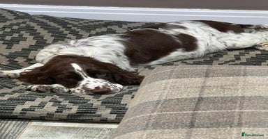 English Springer Spaniel dogs - Advert 10