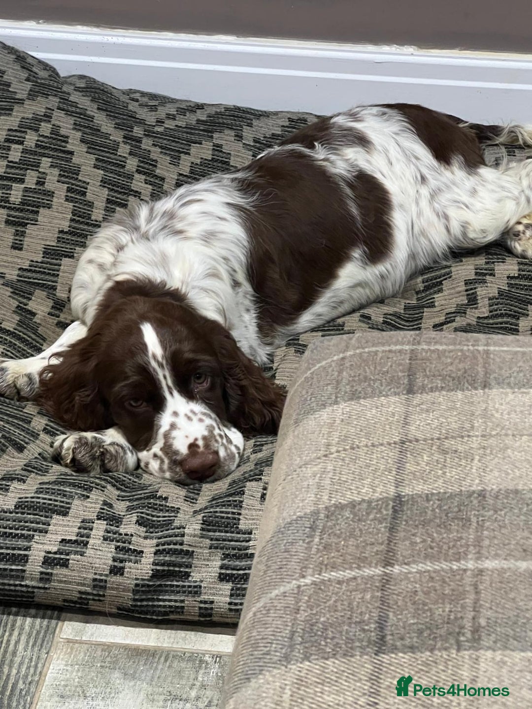 English Springer Spaniel dogs for sale: 15 month old female - Image 3