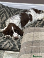 English Springer Spaniel dogs - Advert 16