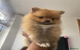 Pomeranian dogs for sale: Beautiful Russian bloodline Pomeranian puppies - Image 35