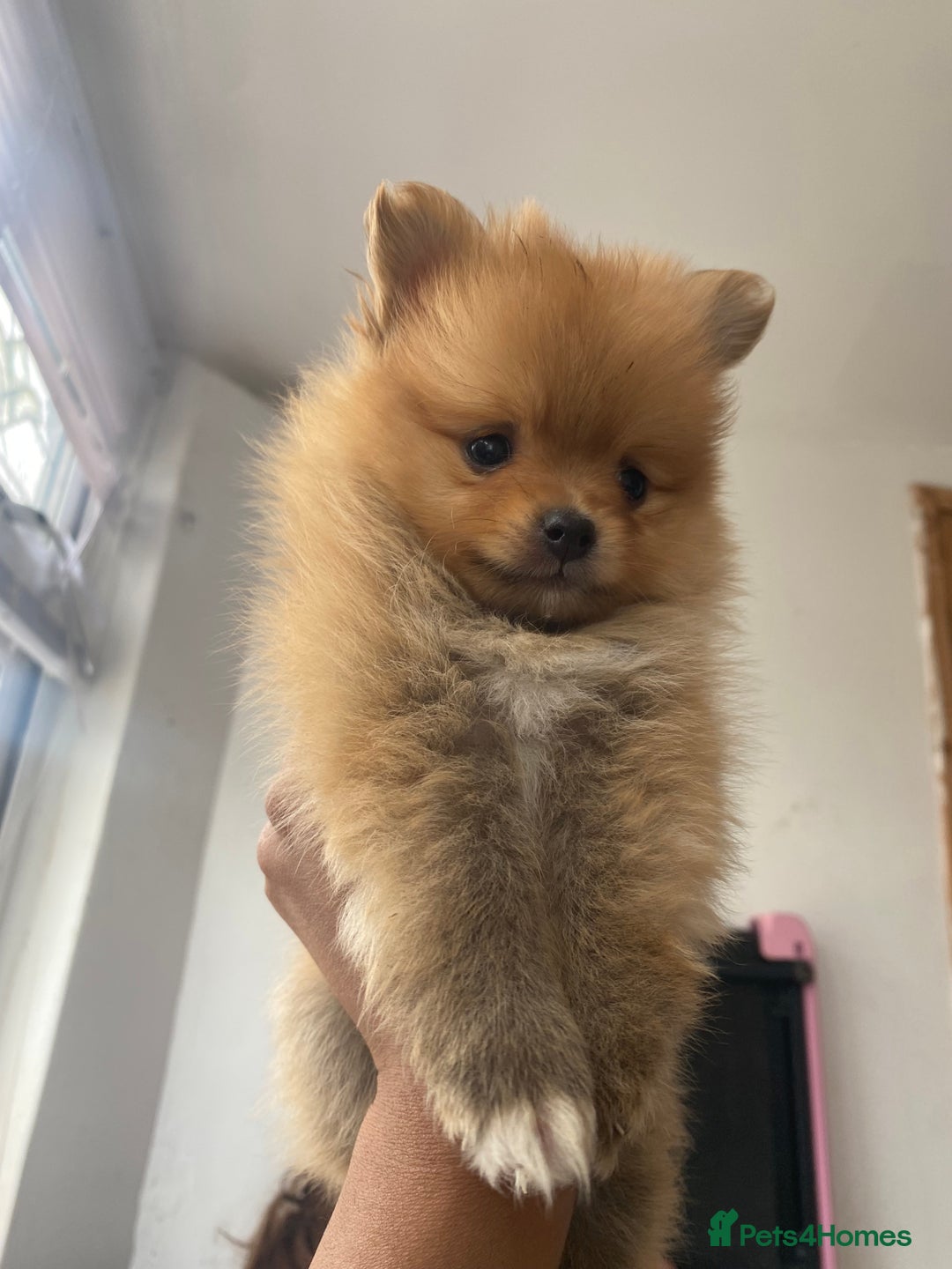 Pomeranian dogs for sale: Beautiful Russian bloodline Pomeranian puppies - Image 35