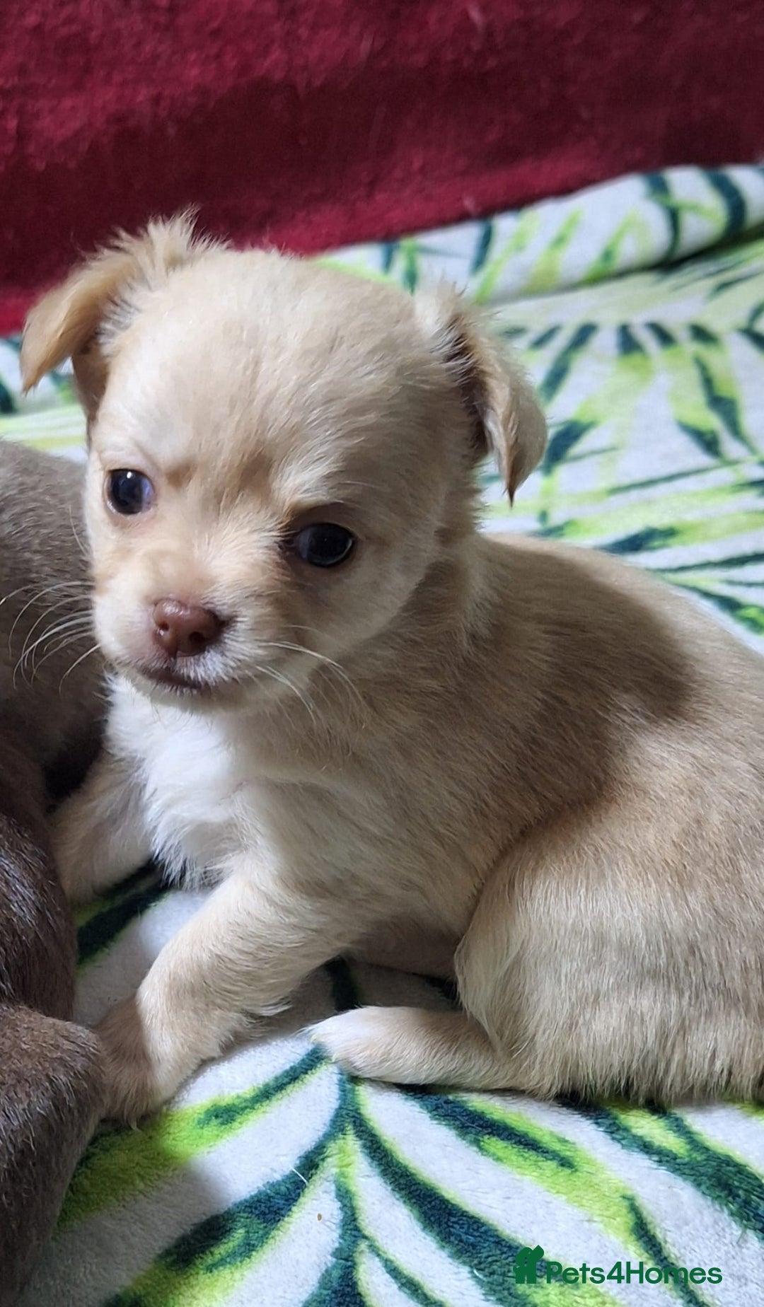 Chihuahua dogs for sale: KC Chihuahua Baby Girls - Advert 5