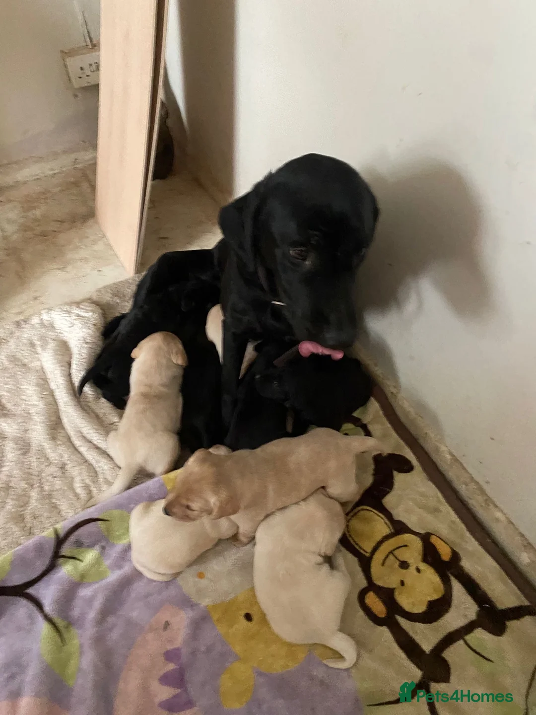 Labrador Retriever dogs for sale: Lovely Labrador puppies  in Bourne - Advert 22