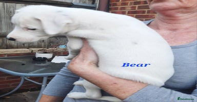 Jack Russell dogs - Advert 15