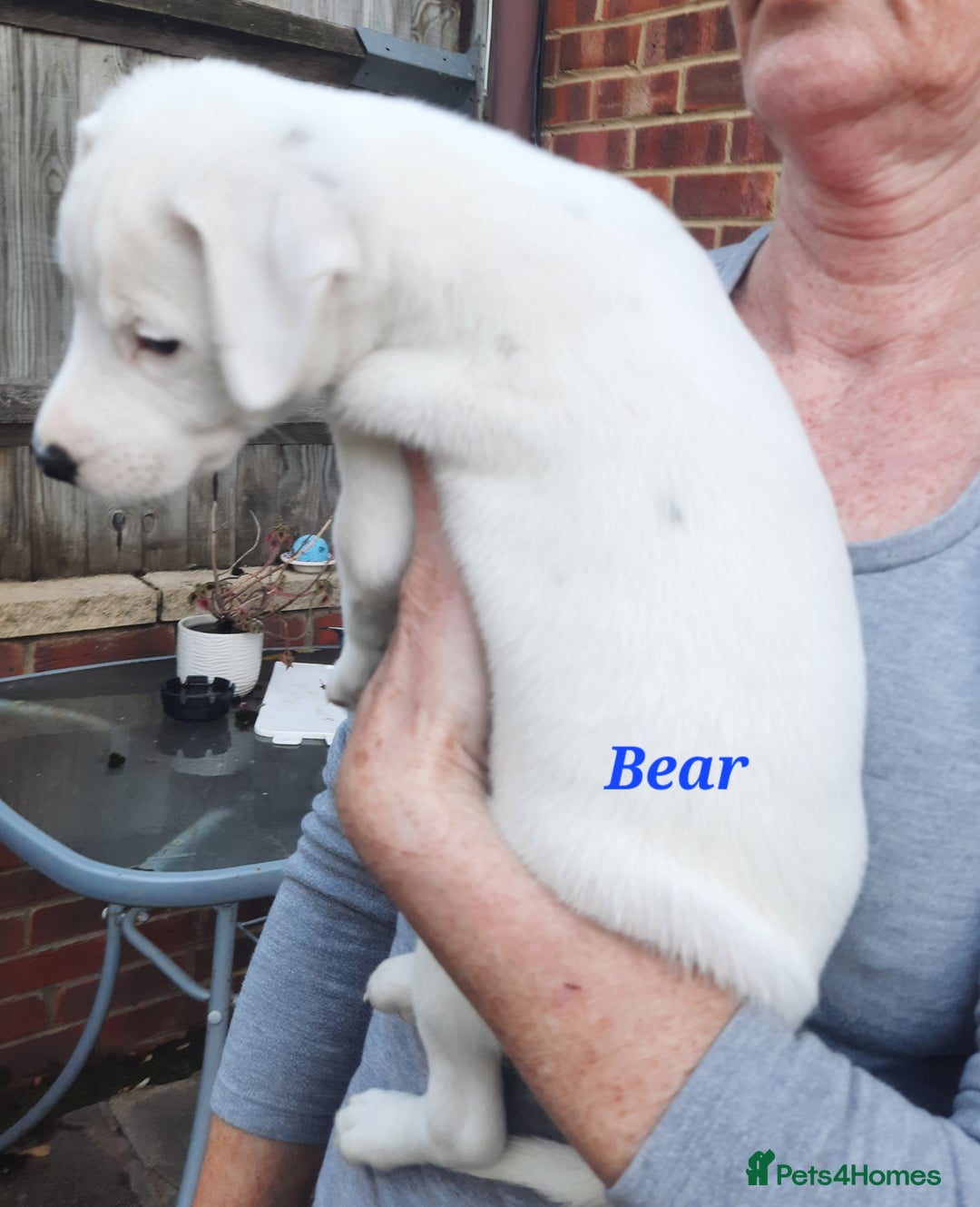 Jack Russell dogs for sale: Beautiful Jack Russel puppies - Image 3