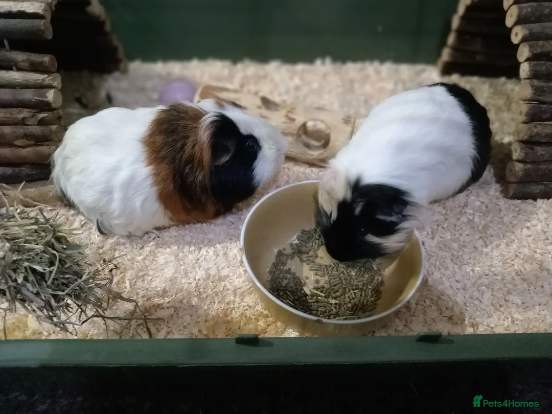 Guinea Pig rodents for sale: Gunnie pigs hand fed, trained very friendly in Loughton - Advert 10
