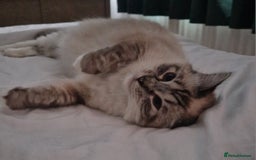 Ragdoll cats for sale: Fluffdoll Ragdoll  - Image 6