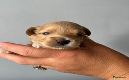 Maltipoo dogs for sale: Tiny F1 Asian Maltipoo puppies. Reserve now! - Image 15