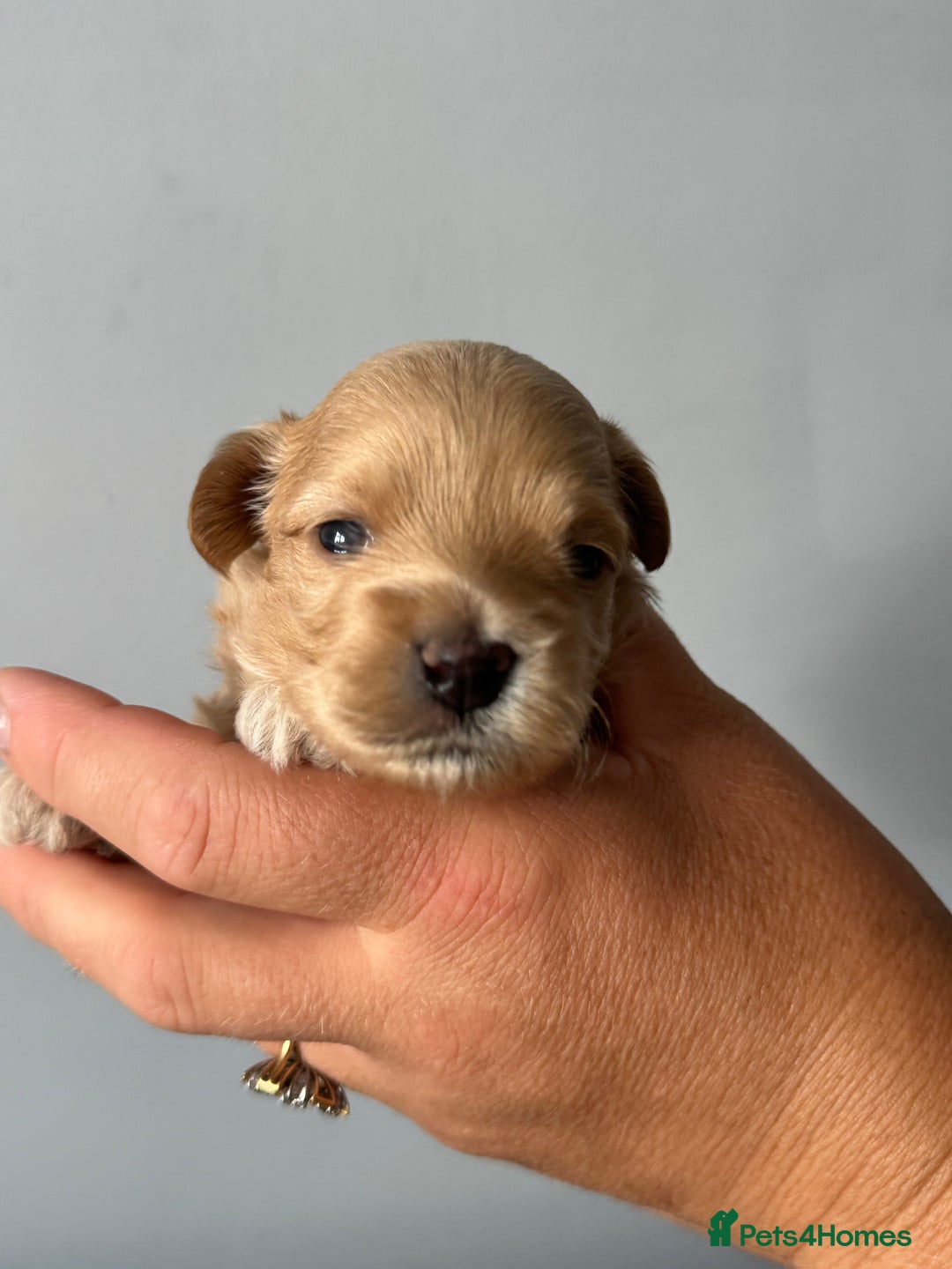 Maltipoo dogs for sale: Tiny F1 Asian Maltipoo puppies. Reserve now! - Image 15