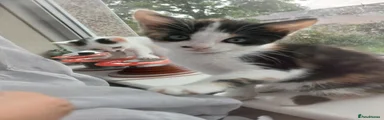 Mixed Breed 2 calico 