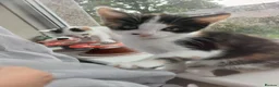 Mixed Breed cats for sale: Loving and Playful kittens - Advert 6