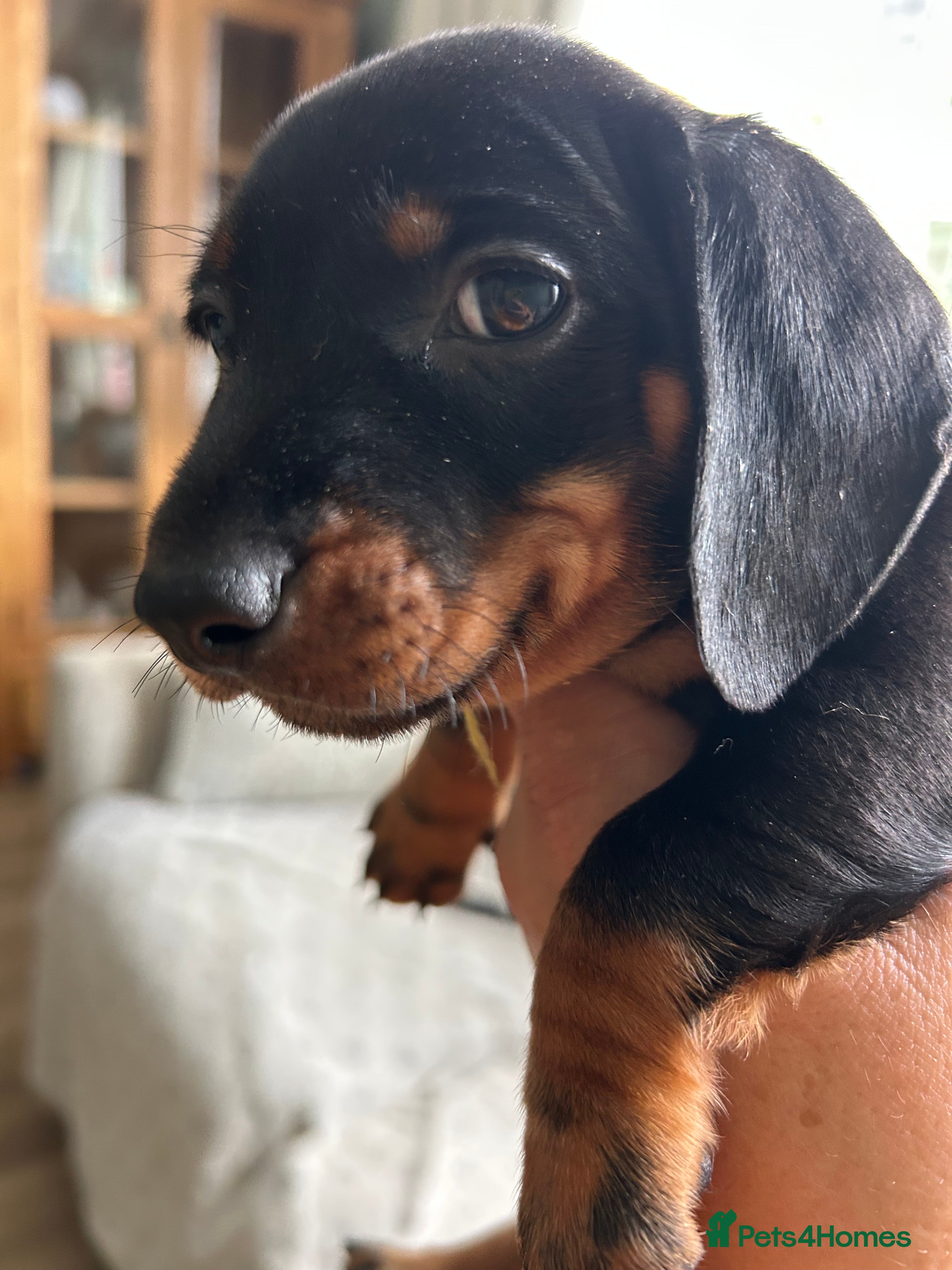 Miniature Dachshund dogs Miniature smooth haired dachshund pups for sale - Advert 2