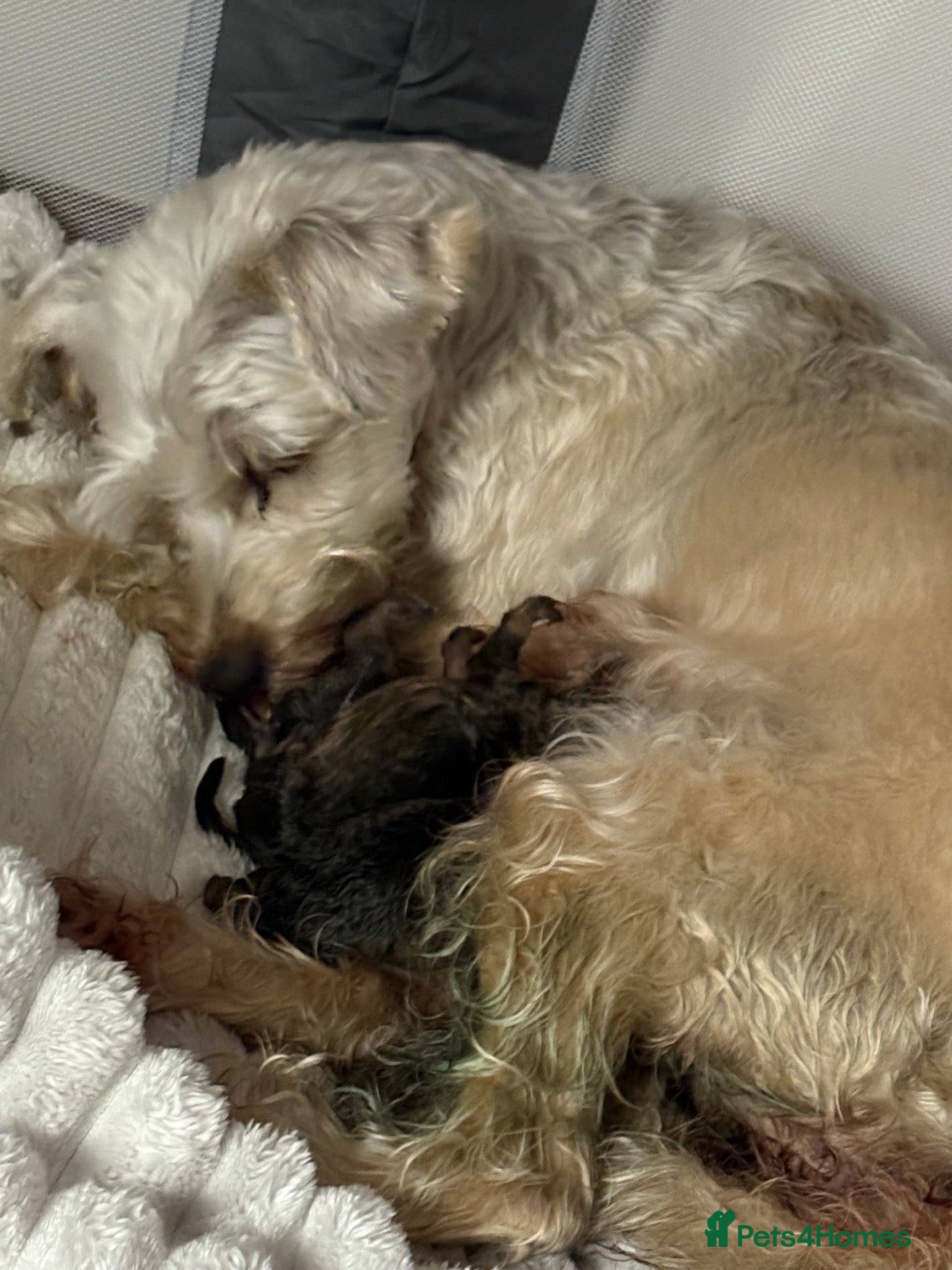 Schnoodle dogs Schapsodoodle puppies  - Advert 1