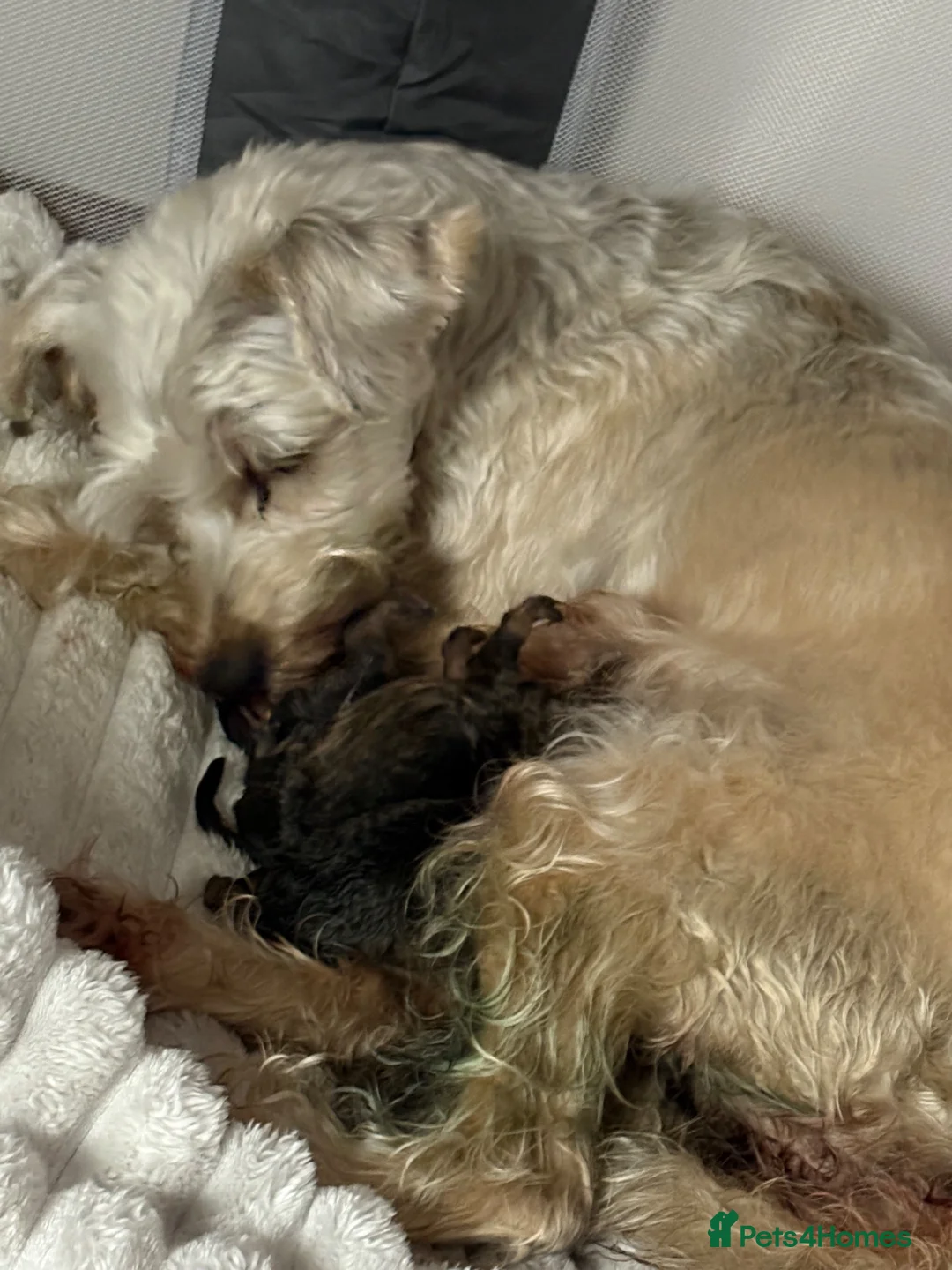 Schnoodle dogs for sale: Schapsodoodle puppies  - Advert 1