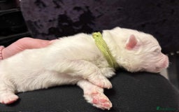 Samoyed dogs for sale: KC reg. Samoyed puppies with champ bloodline  - Advert 34