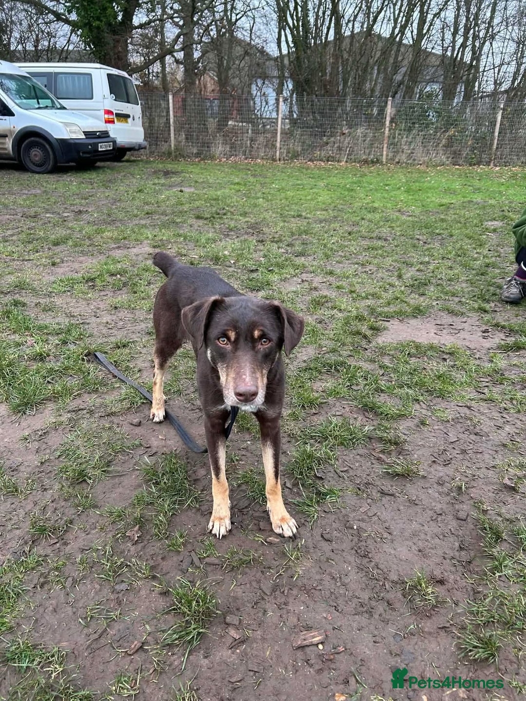Mixed Breed dogs for adoption: Dobby - Norwich Norfolk  - Advert 3