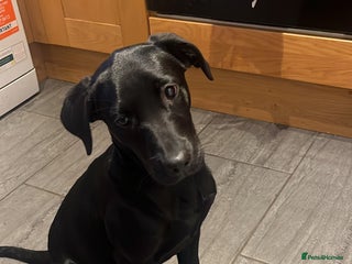 Labrador Retriever dogs Minnie - Advert 2