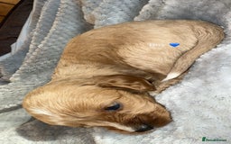 Cavapoo dogs for sale: Cavapoo - Image 7