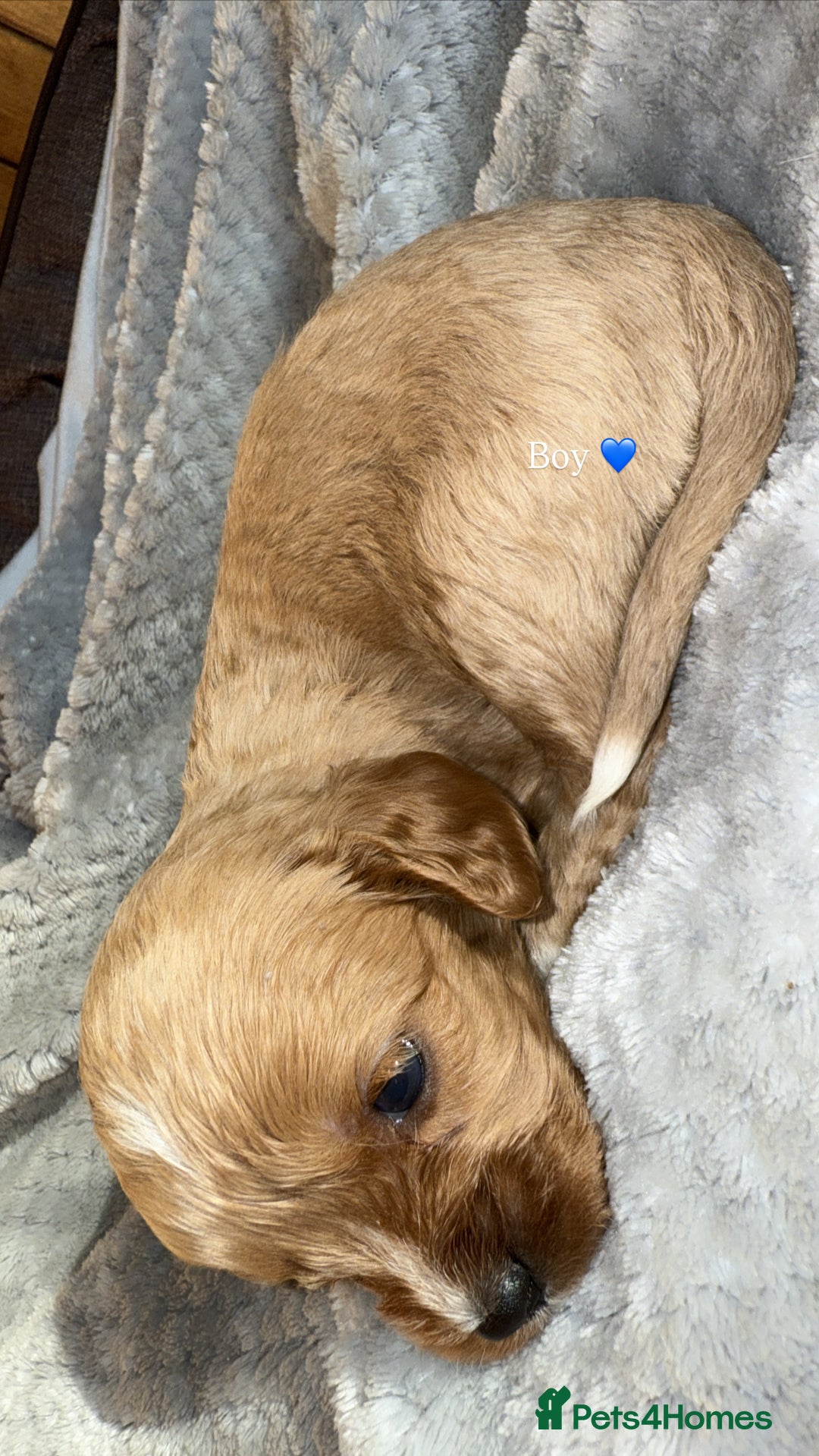 Cavapoo dogs for sale: Cavapoo - Image 7
